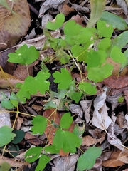 Thalictrum venulosum