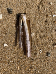 Ensis