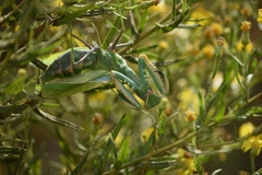 Sphodromantis viridis