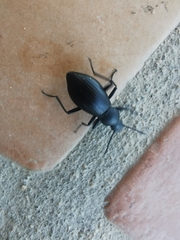 Tenebrionidae