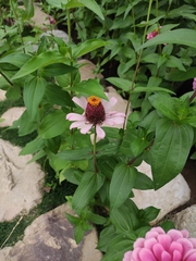 Zinnia elegans