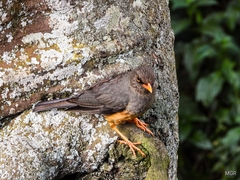 Turdus abyssinicus