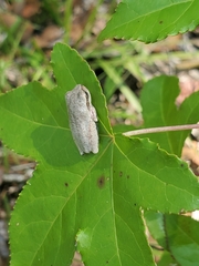 Hyla femoralis