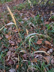 Elymus virginicus