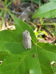 Hyla femoralis