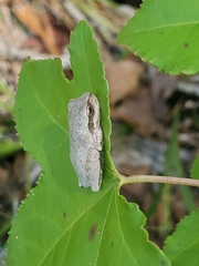 Hyla femoralis