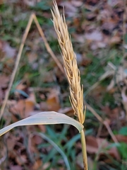 Elymus virginicus
