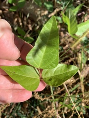 Strophostyles helvola