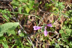 Physostegia purpurea