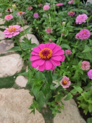 Zinnia elegans