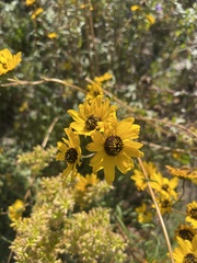 Helianthus angustifolius