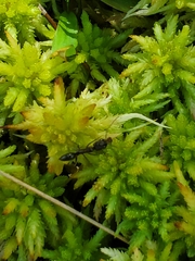 Odontomachus brunneus