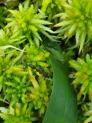 Odontomachus brunneus