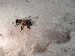 Apis cerana