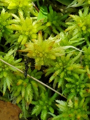 Odontomachus brunneus