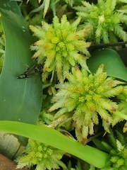 Odontomachus brunneus