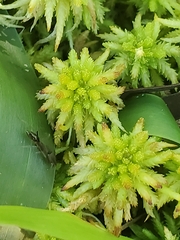 Odontomachus brunneus