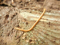 Haplophilus subterraneus