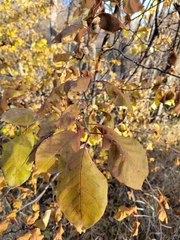 Prunus virginiana