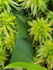 Odontomachus brunneus