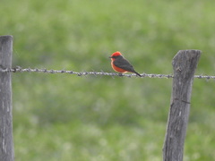 Pyrocephalus rubinus