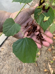 Ampelopsis cordata