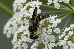 Ectemnius decemmaculatus