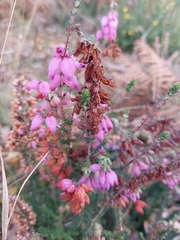 Erica ciliaris