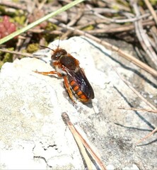 Rhodanthidium sticticum