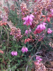 Erica ciliaris