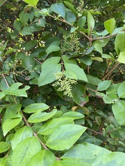 Ligustrum