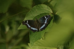Kaniska canace