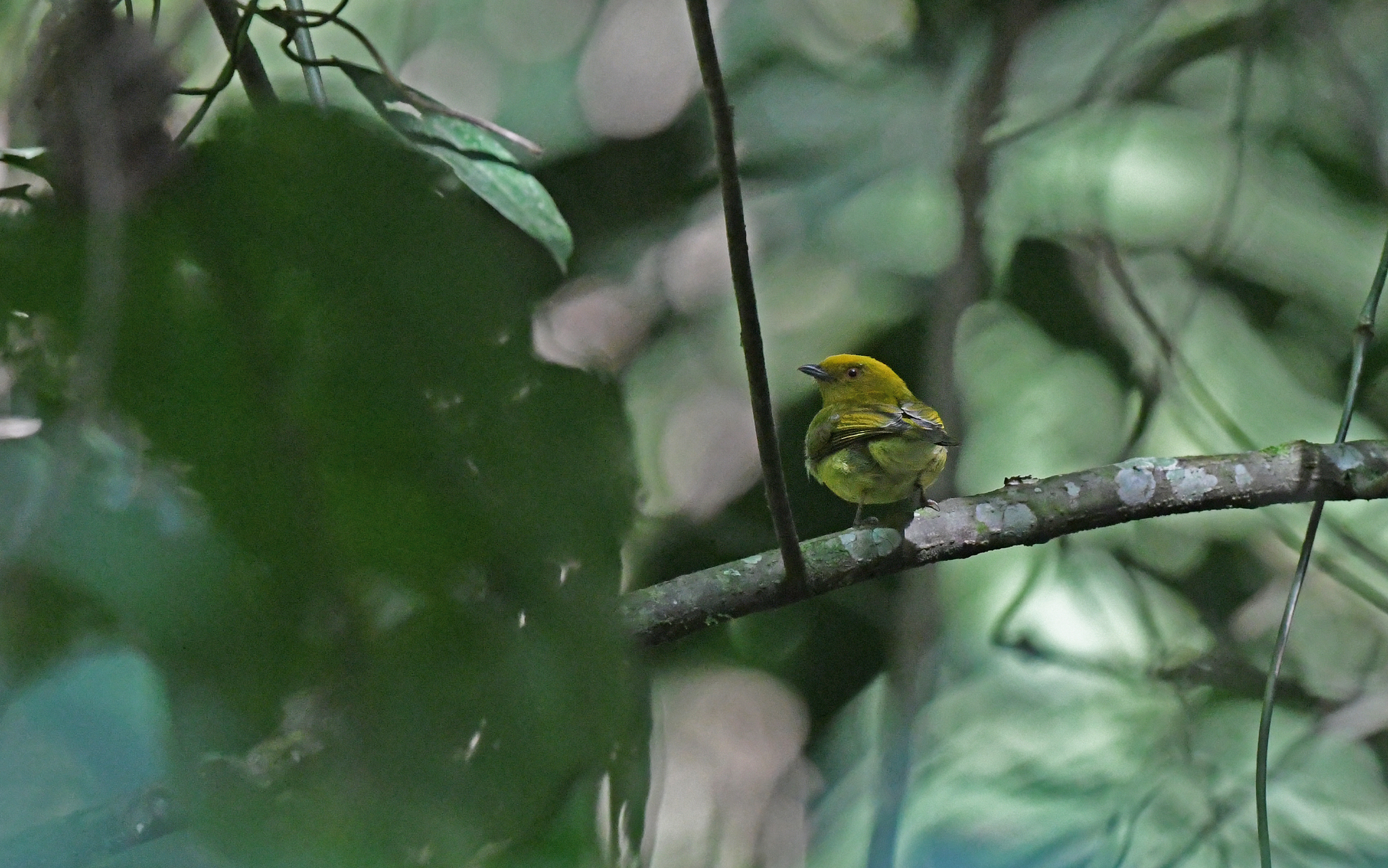 Yellow-headed Manakin illustration