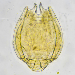 Lecane quadridentata