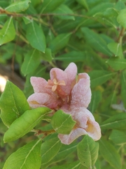 Exobasidium ferrugineae