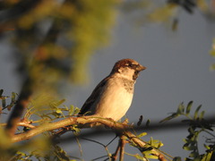 Passer domesticus