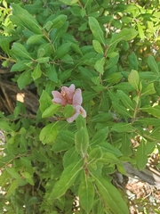 Exobasidium ferrugineae