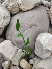 Pontederia vaginalis
