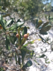 Belonocnema fossoria