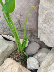 Pontederia vaginalis