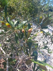 Belonocnema fossoria