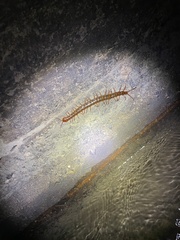 Scolopendra