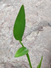 Pontederia vaginalis