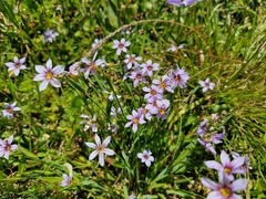 Sisyrinchium rosulatum