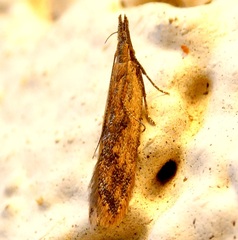 Dichomeris acuminatus