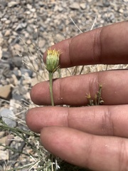 Adenophyllum cooperi