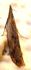 Dichomeris acuminatus
