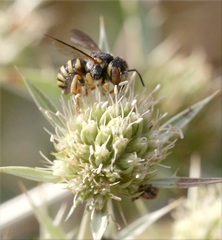 Icteranthidium grohmanni