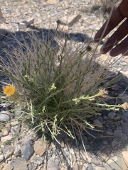 Adenophyllum cooperi