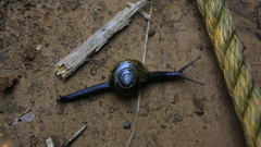 Helicarionidae